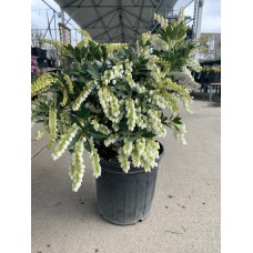 Cavatine Pieris 2 Gal